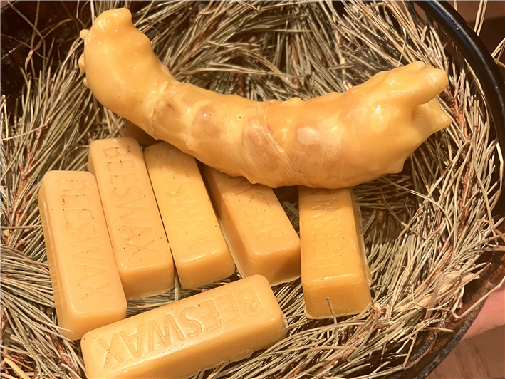 lobster in beeswax displayed